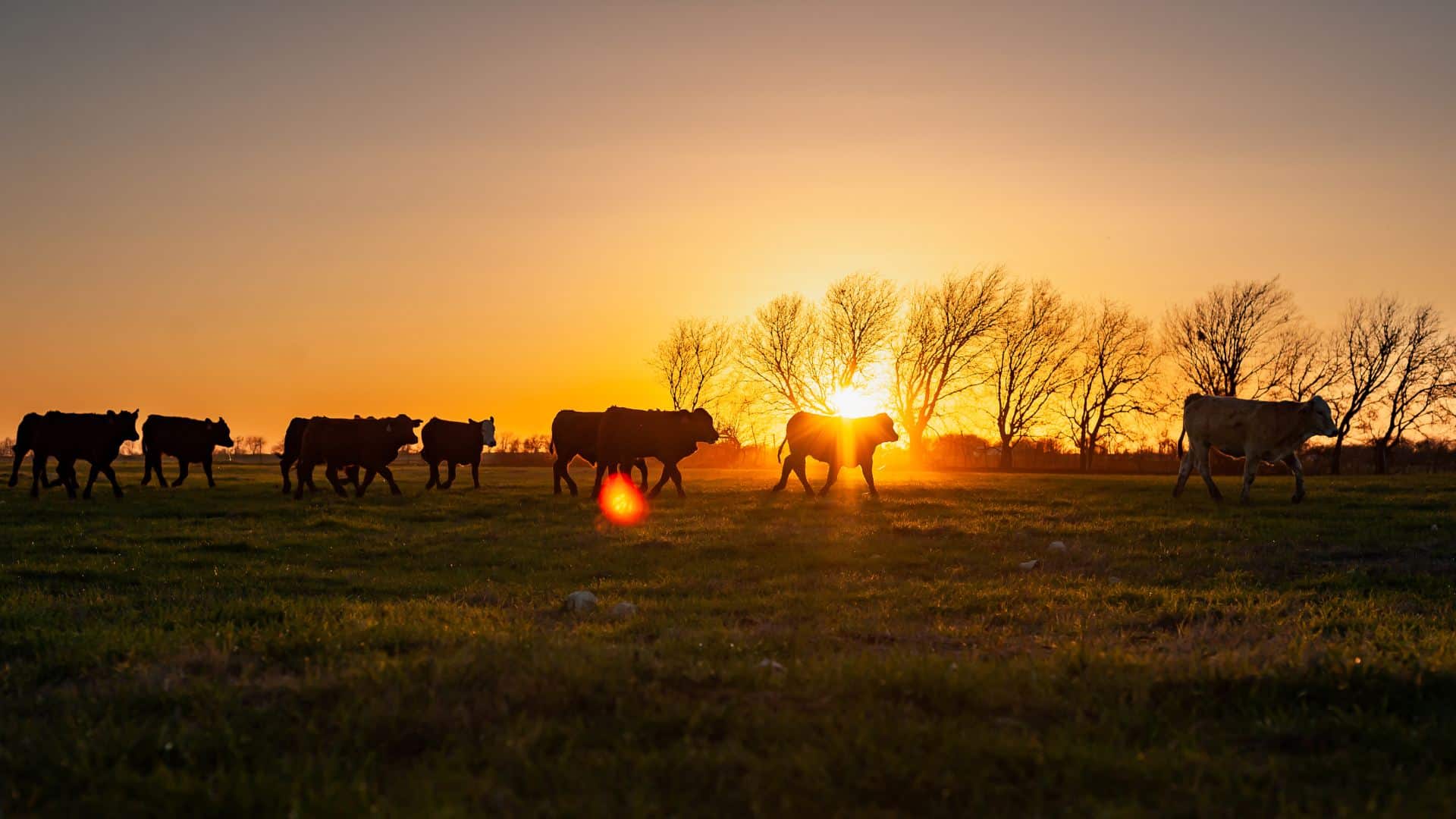 Whole Cows — Eat well today. Eat well tomorrow. - Kristi Leigh Beef